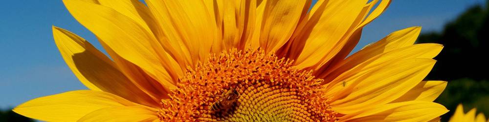 sommer_im_glas Honig aus MV 5