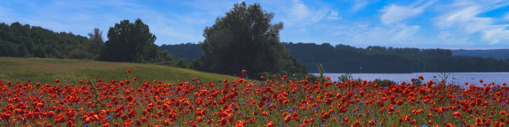 sommer_im_glas Honig aus MV 7